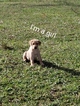 Small Photo #6 Labrador Retriever Puppy For Sale in HARTVILLE, MO, USA