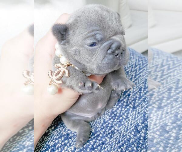 Medium Photo #16 French Bulldog Puppy For Sale in MARYSVILLE, WA, USA
