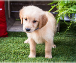 Small #1 Golden Retriever