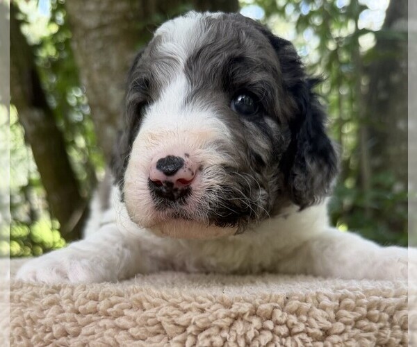 Medium Photo #75 Goldendoodle Puppy For Sale in PIERSON, FL, USA