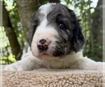 Small #7 Goldendoodle