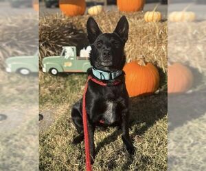 Mutt Dogs for adoption in Columbus, IN, USA