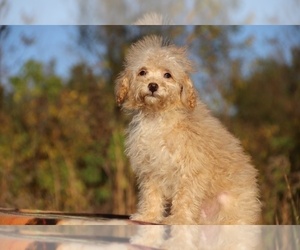 ShihPoo Puppy for sale in DYERSBURG, TN, USA