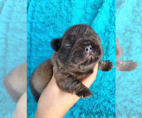 Medium Photo #5 French Bulldog Puppy For Sale in LAS VEGAS, NV, USA