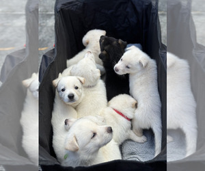 German Shepherd Dog Litter for sale in NEW BERN, NC, USA