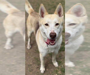 Loki - Female Siberian Husky-Unknown Mix Dog for Adoption - Photo #4