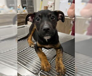 Labrottie Dogs for adoption in Baytown, TX, USA