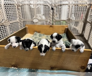 Border-Aussie Litter for sale in GYPSUM, CO, USA