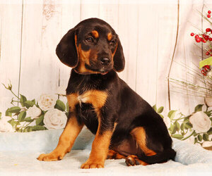 Labbe Puppy for sale in PENNS CREEK, PA, USA