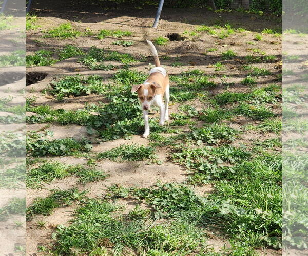Medium Photo #6 Chihuahua-Unknown Mix Puppy For Sale in Visalia, CA, USA