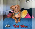 Small Photo #3 Dachshund-Unknown Mix Puppy For Sale in San Antonio, TX, USA