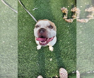 American French Bull Terrier Dogs for adoption in garner, NC, USA