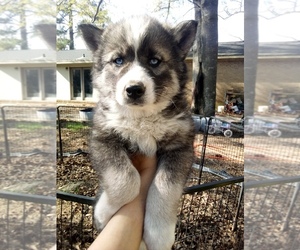 Siberian Husky Puppy for sale in FLORENCE, SC, USA