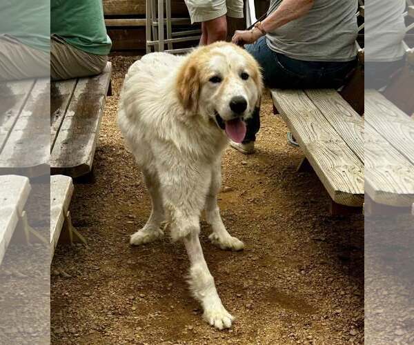 Medium Photo #3 Great Pyrenees-Unknown Mix Puppy For Sale in Dallas, TX, USA
