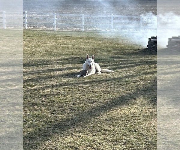 Medium Photo #9 German Shepherd Dog Puppy For Sale in SPRINGFIELD, IL, USA