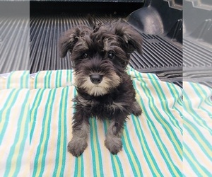 Schnauzer (Miniature) Puppy for sale in BRYANT, AL, USA