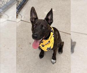 German Shepherd Dog-Unknown Mix Dogs for adoption in Tulsa, OK, USA