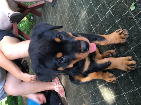 Medium Photo #1 Rottweiler Puppy For Sale in STAFFORD SPRINGS, CT, USA