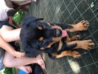Small Photo #1 Rottweiler Puppy For Sale in STAFFORD SPRINGS, CT, USA