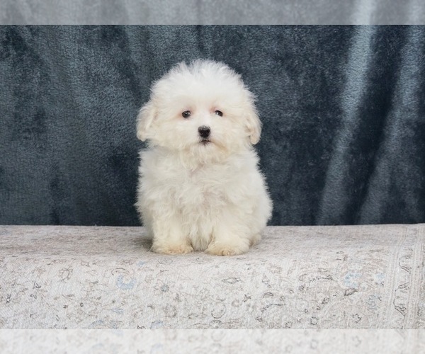 Medium Photo #1 Poodle (Toy)-Yorkshire Terrier Mix Puppy For Sale in WARSAW, IN, USA