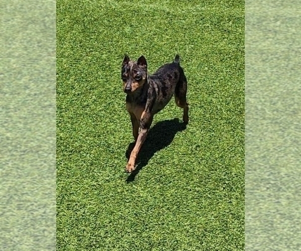 Medium Photo #1 Harlequin Pinscher Puppy For Sale in OLATHE, KS, USA