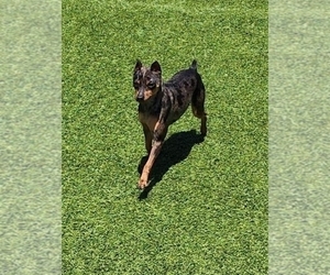 Father of the Harlequin Pinscher puppies born on 05/31/2026