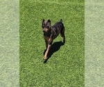 Small Photo #1 Harlequin Pinscher Puppy For Sale in OLATHE, KS, USA