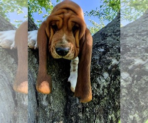 Basset Hound Puppy for Sale in GREENLEAF, Wisconsin USA