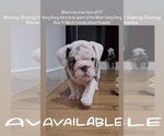 Small Photo #6 Bulldog Puppy For Sale in HERCULES, CA, USA