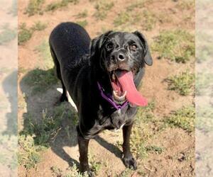 Labrador Retriever Dogs for adoption in Aurora, CO, USA