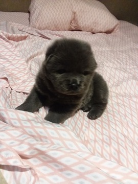 Medium Photo #1 Chow Chow Puppy For Sale in FREEPORT, TX, USA