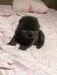 Small Photo #1 Chow Chow Puppy For Sale in FREEPORT, TX, USA