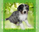 Small Photo #12 Bernedoodle (Miniature) Puppy For Sale in BLACK FOREST, CO, USA