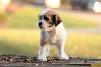 Puppy 4 Jack Russell Terrier-Shih Tzu Mix