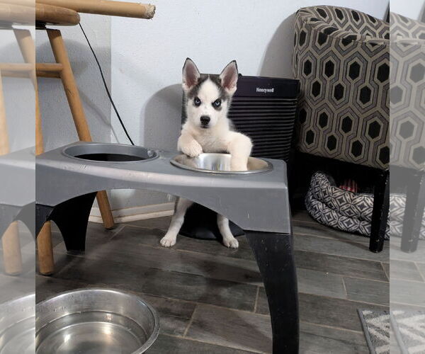 Medium Photo #6 Siberian Husky Puppy For Sale in PIPE CREEK, TX, USA