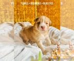 Small Photo #2 Affenpinscher-Australian Shepherd-Siberian Husky Mix Puppy For Sale in CLARKSVILLE, MI, USA