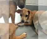 Small Chihuahua Mix