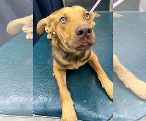 German Shepherd Dog Dogs for adoption in Mobile, AL, USA