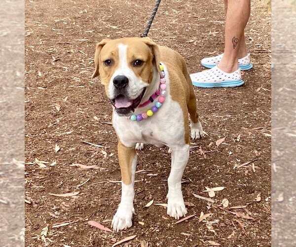 Medium Photo #5 American Staffordshire Terrier-Boxer Mix Puppy For Sale in San Juan Capistrano, CA, USA