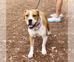 Small Photo #5 American Staffordshire Terrier-Boxer Mix Puppy For Sale in San Juan Capistrano, CA, USA