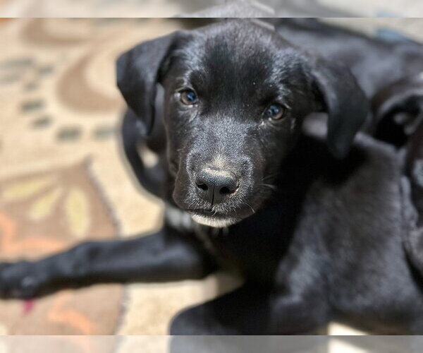 Medium Photo #2 Labrador Retriever-Unknown Mix Puppy For Sale in San Diego, CA, USA
