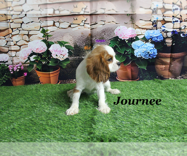 Medium Photo #20 Cavalier King Charles Spaniel Puppy For Sale in CHANUTE, KS, USA