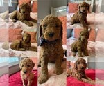 Small Photo #2 Goldendoodle Puppy For Sale in FONTANA, CA, USA