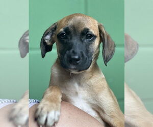 Mutt Dogs for adoption in Elmsford, NY, USA