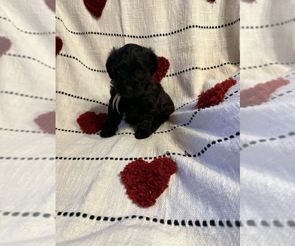 Medium Photo #1 YorkiePoo Puppy For Sale in NORTH WILKESBORO, NC, USA