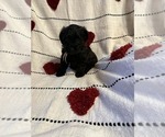 Small YorkiePoo
