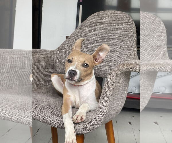 Medium Photo #1 Jack Chi Puppy For Sale in New Orleans, LA, USA