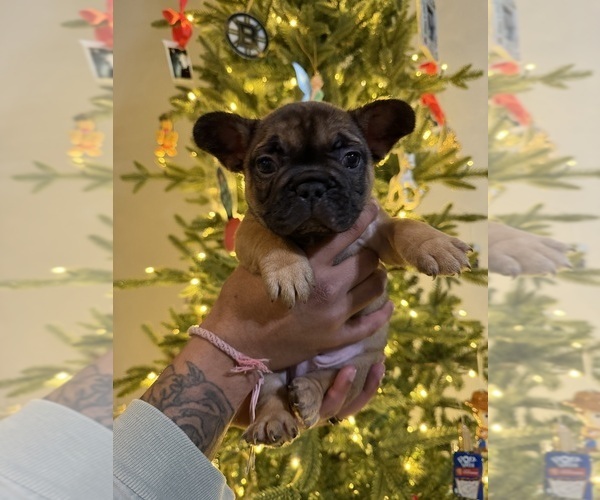Medium Photo #8 French Bulldog Puppy For Sale in BOYD, TX, USA