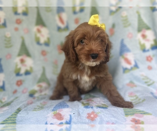 Medium Photo #3 Cock-A-Poo Puppy For Sale in LAKELAND, FL, USA