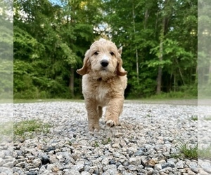 Double Doodle Puppy for sale in CLARKS HILL, SC, USA
